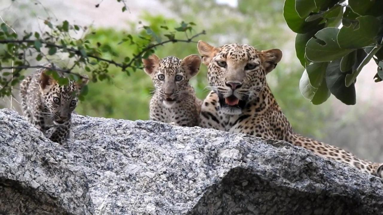 Jawai Leopard Villa Bijapur  Экстерьер фото
