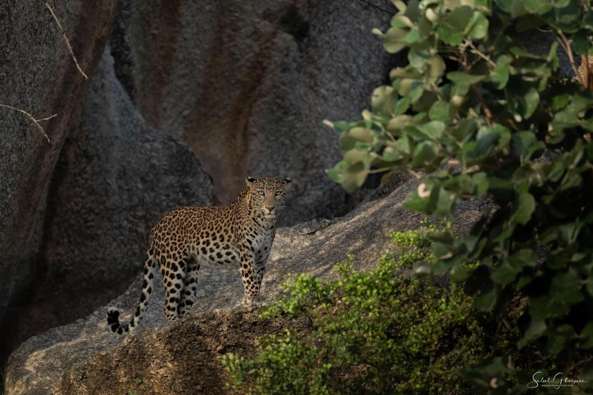 Jawai Leopard Villa Bijapur  Экстерьер фото