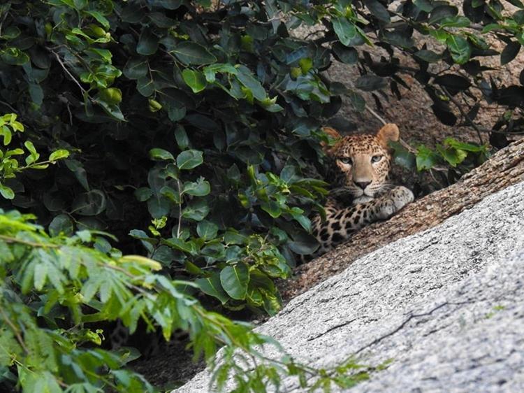 Jawai Leopard Villa Bijapur  Экстерьер фото